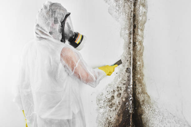 Best Residential Mold Inspection & Testing  in Shelbina, MO